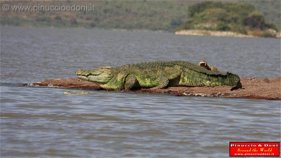 Ethiopia - Lago Chamo - Coccodrilli - 04.jpg